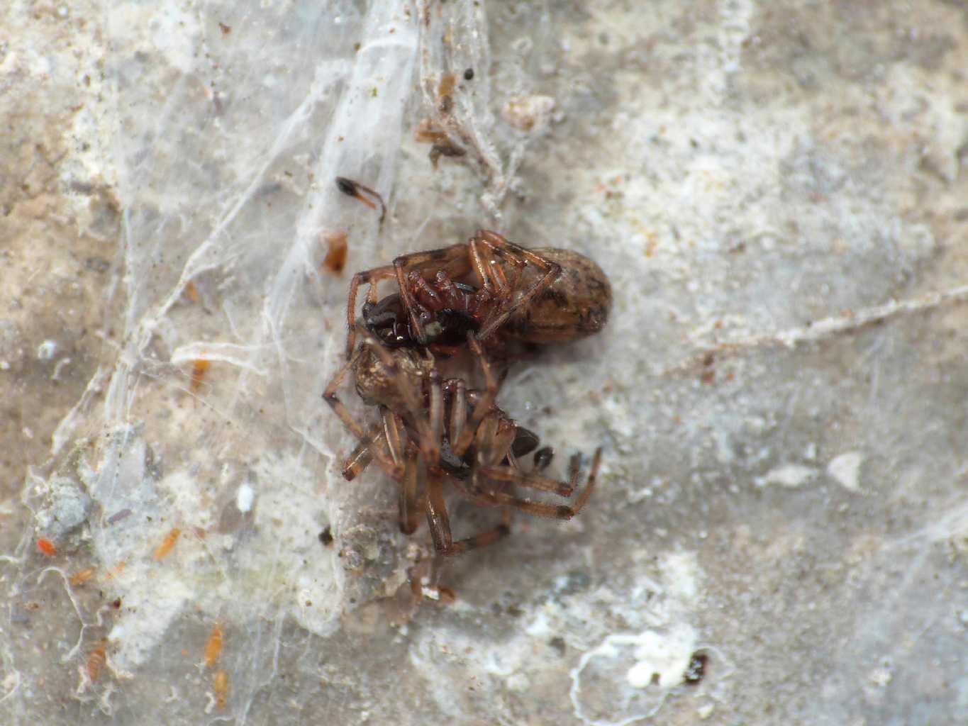 Predazione tra maschi di Enoplognatha mandibularis